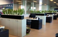 辦公室里的植物擺放講究以及擺放技巧