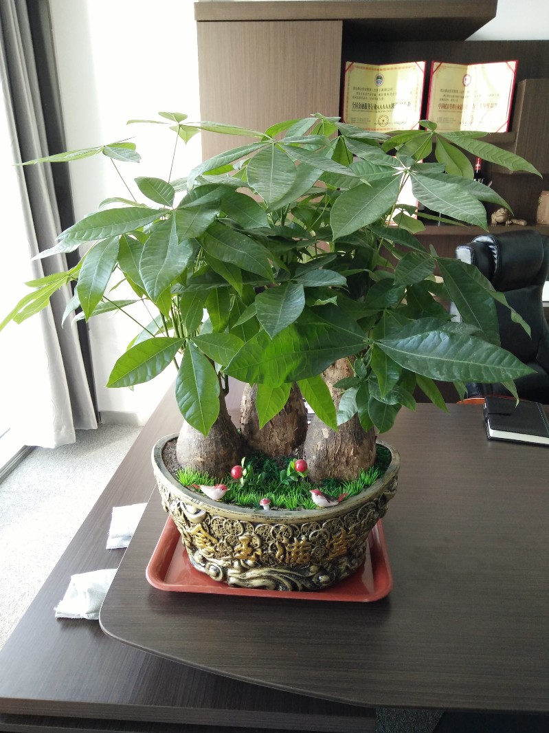 發財樹小盆栽怎么養-北京辦公室植物花卉租賃