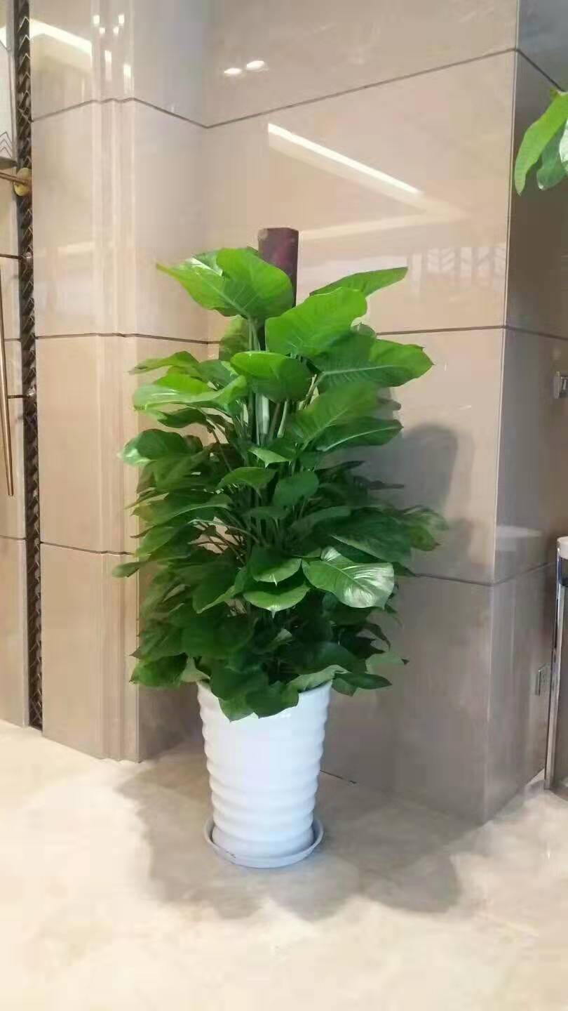 北京綠植花卉養護