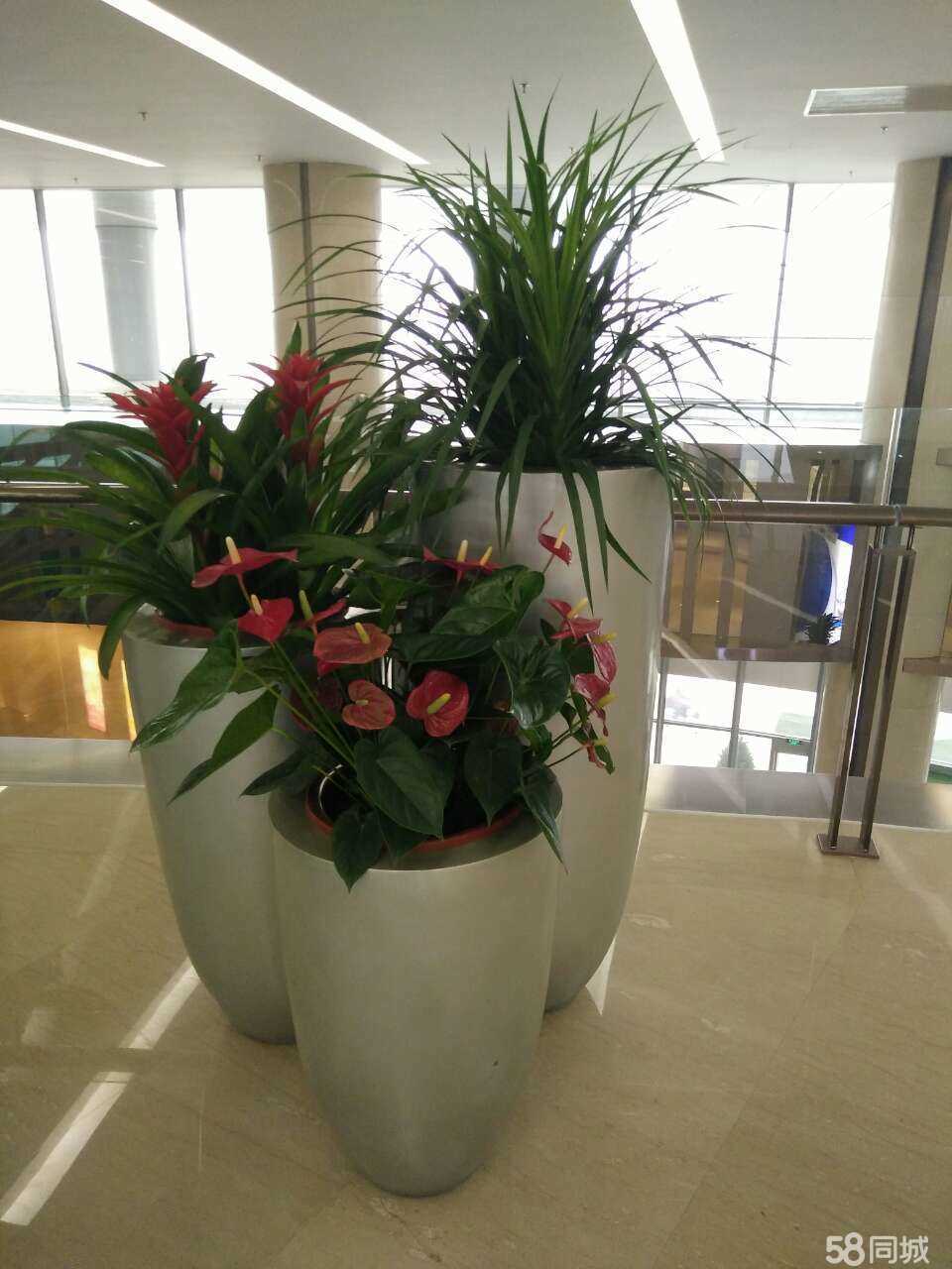 北京專業花卉租賃公司