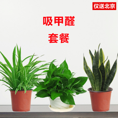 北京望京花卉租擺都有哪些植物租賃價格怎么樣？