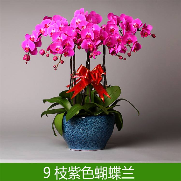 北京辦公室租擺哪些綠植花卉比較好室外租賃植物有哪些？
