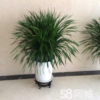 北京辦公室綠植租賃養花的好處