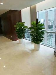 北京花卉綠植養護公司對綠蘿換盆注意事項