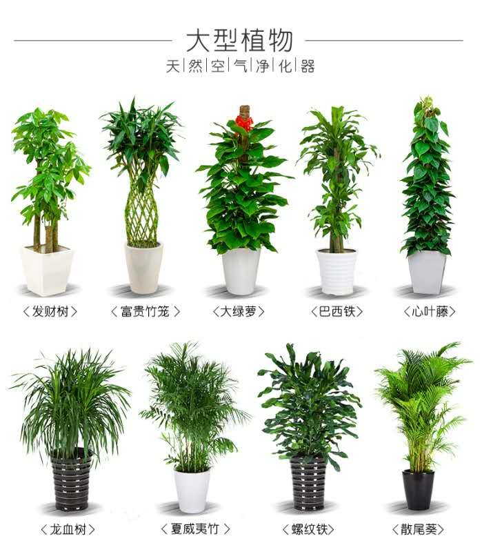 北京花卉租擺公司對花盆樣式的搭配介紹