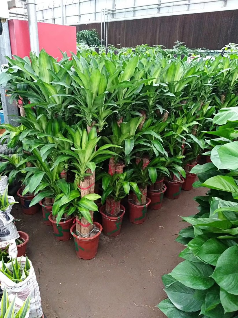 北京花卉租賃公司專業養護植物