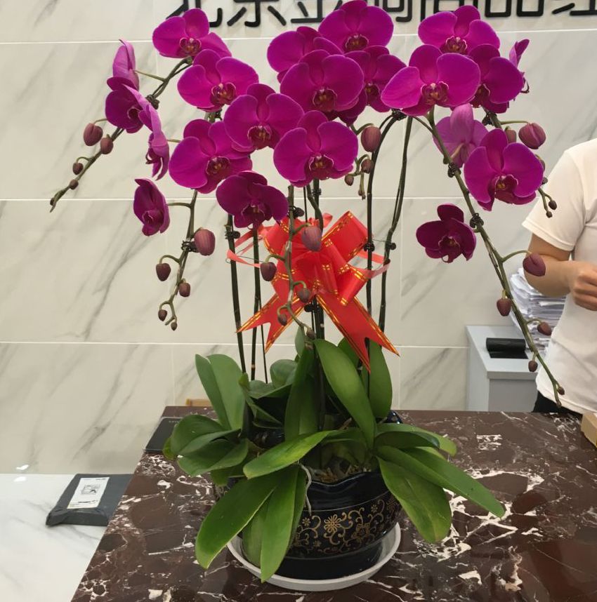 如何學會花藝-北京花卉公司