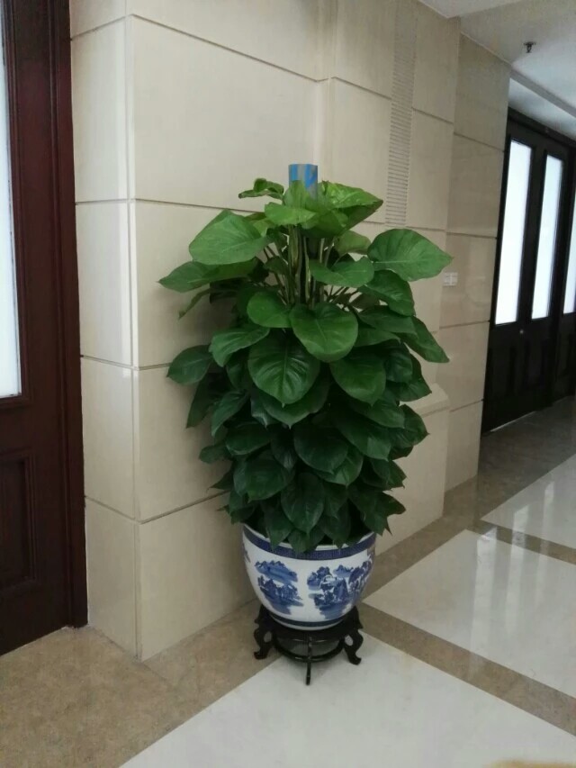 北京花卉銷售公司-室內不適合養什么花草植物，室內養花禁忌