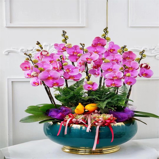 北京花卉銷售公司蝴蝶蘭