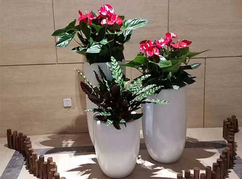 北京綠植花卉租擺公司