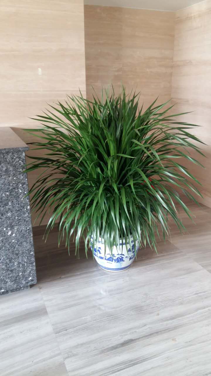 選擇綠色租賃什么植物適合在走廊里