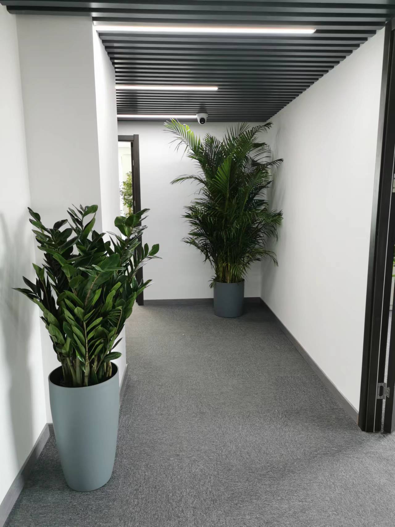 辦公室植物花卉有哪些品種?綠植花卉擺放在什么位置?