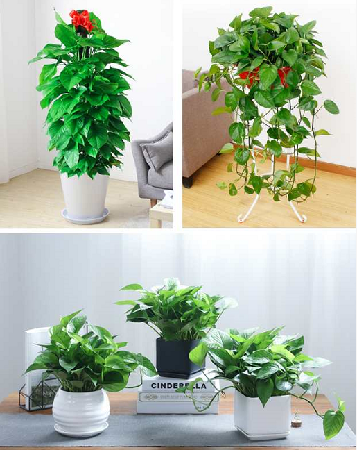 北京綠植租擺公司：什么綠化植物適合放在辦公室