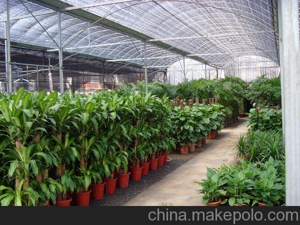 北京綠植養護公司