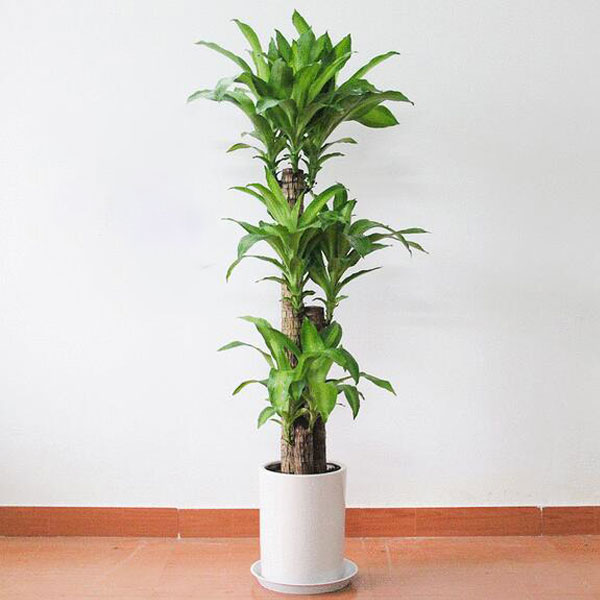 綠植巴西木的養護知識-北京室內花卉租擺公司