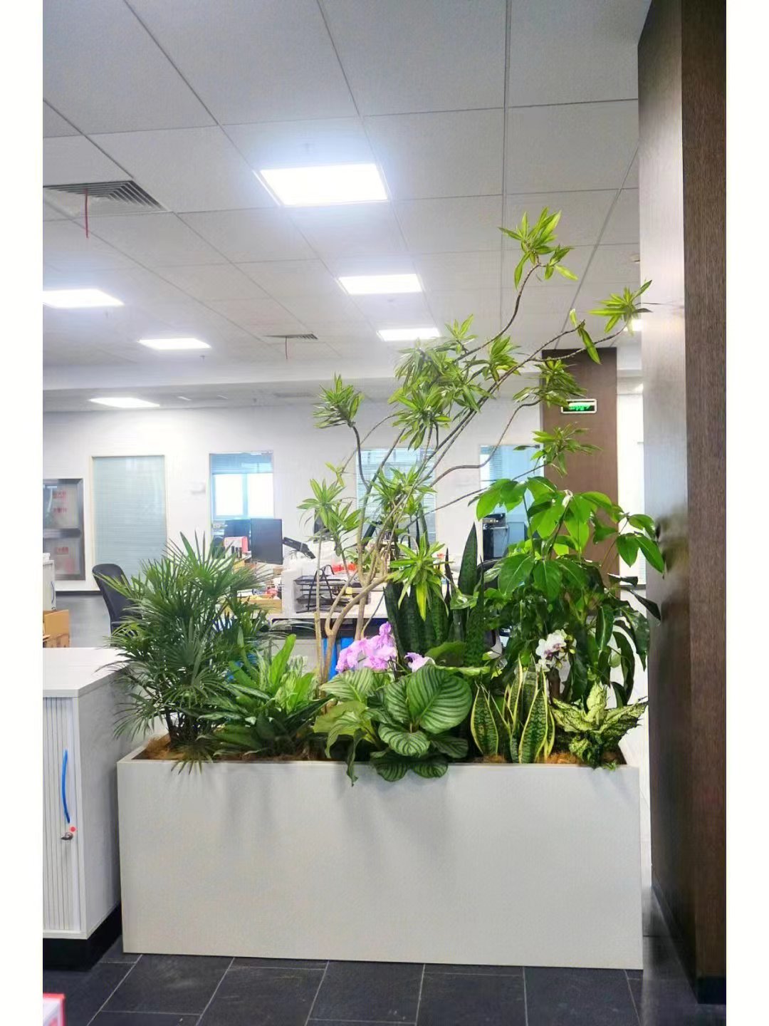 亦莊辦公室綠植花卉組合
