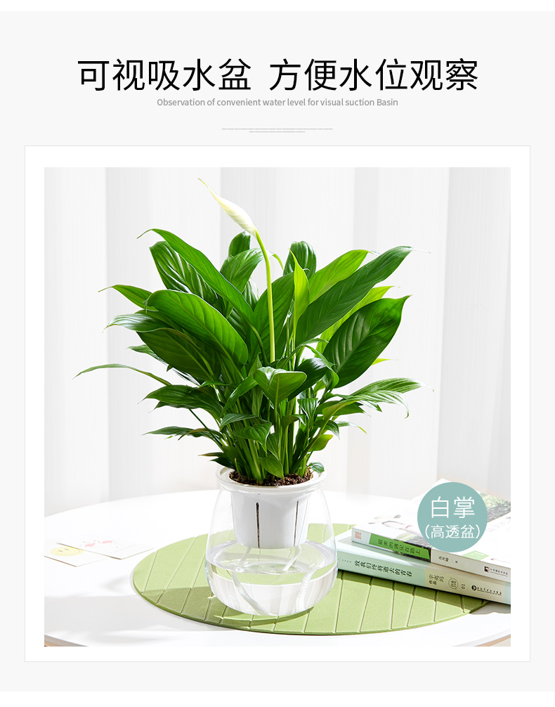 北京辦公室綠植花卉租擺服務的標準