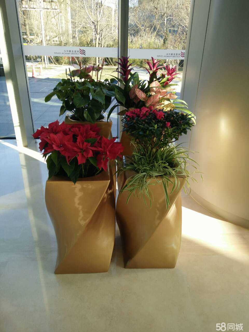 北京綠植租擺公司花卉租擺公司杜鵑花的養護方法