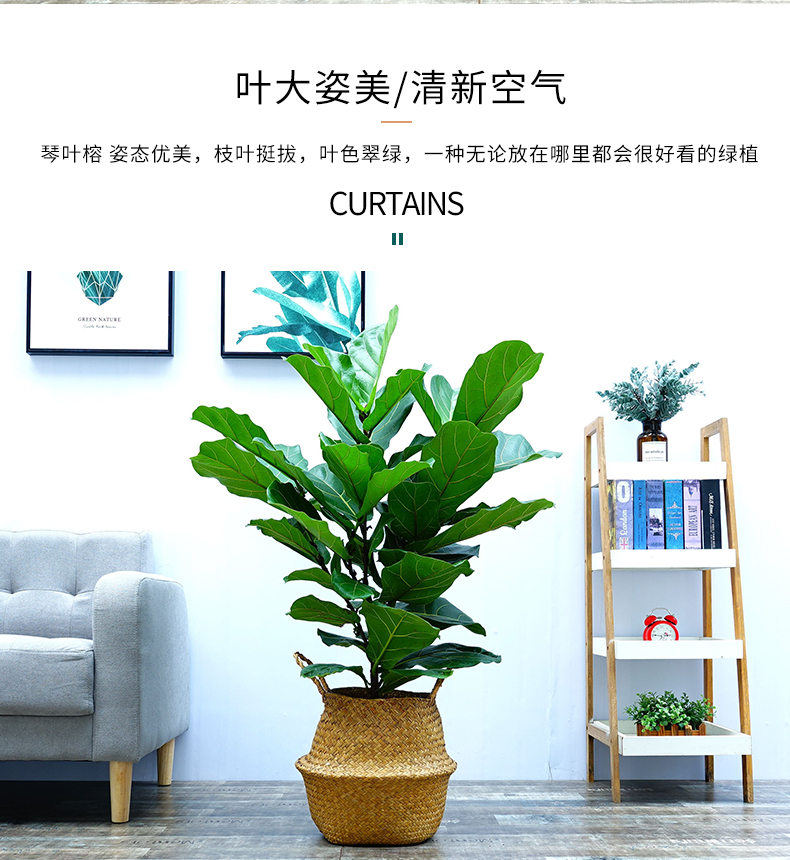 北京綠植租擺公司琴葉榕的養殖方法