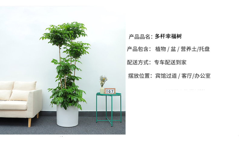 北京花卉租擺公司鳳仙花的花語是什么？