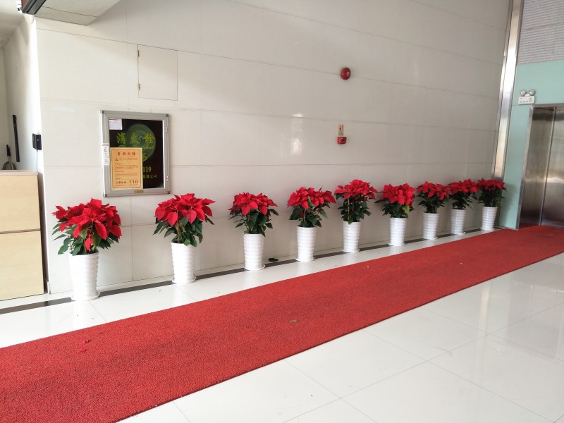 辦公室寫字樓單位提供盆栽觀賞性植物租賃花卉租擺服務