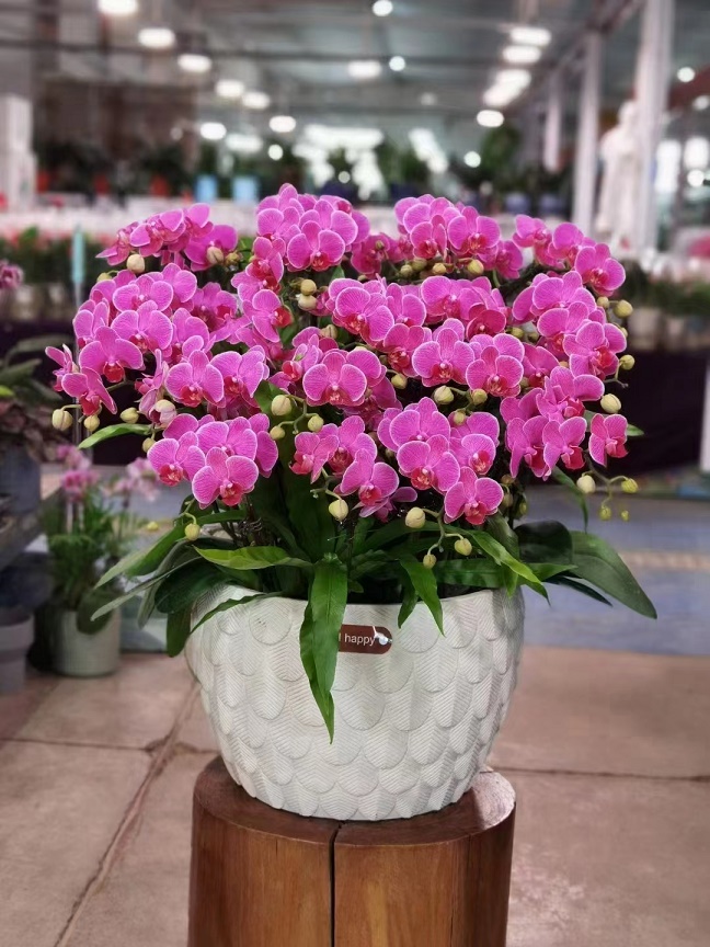 北京花卉租擺