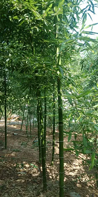 竹子月季牡丹園林綠化